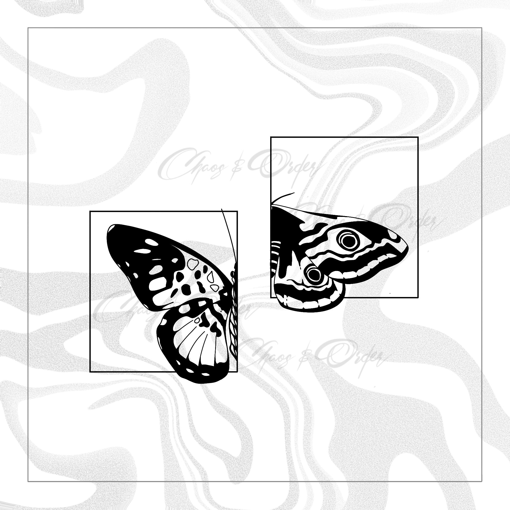 Butterfly / Moth